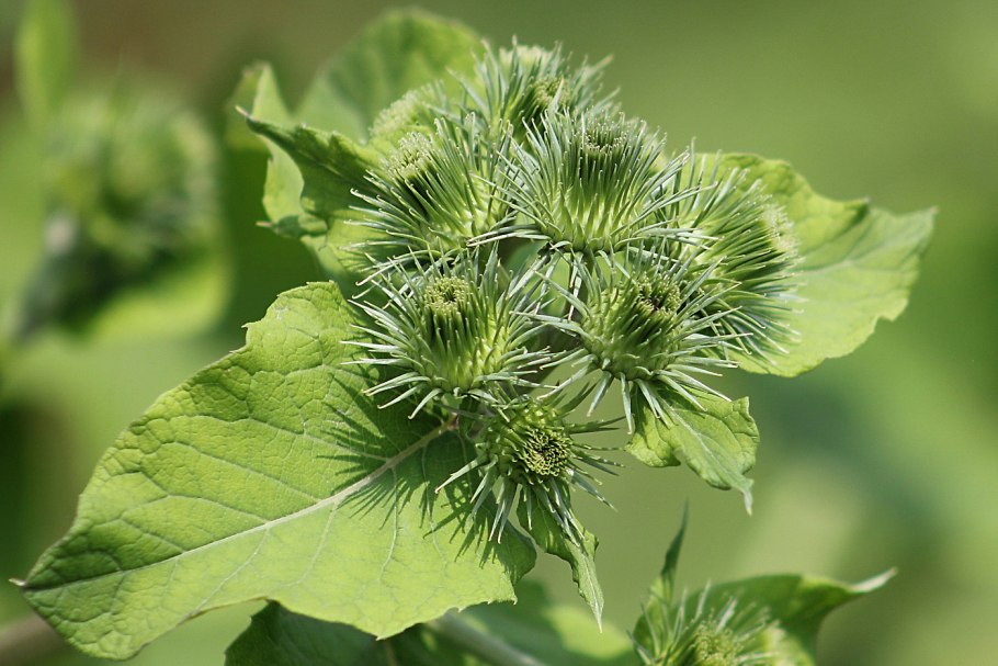 Лопух Arctium Lappa