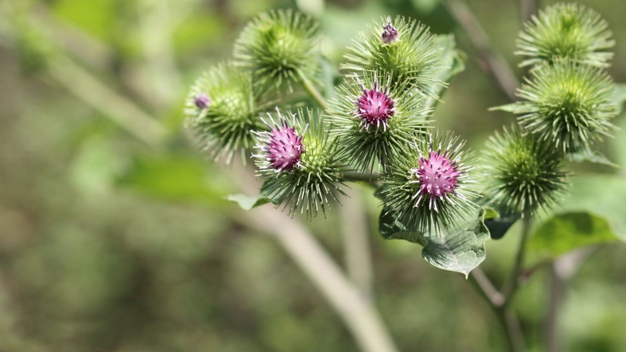 Лопух большой Arctium Lappa