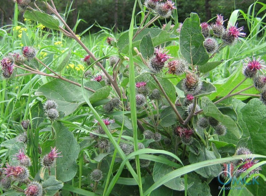 Лопух паутинистый