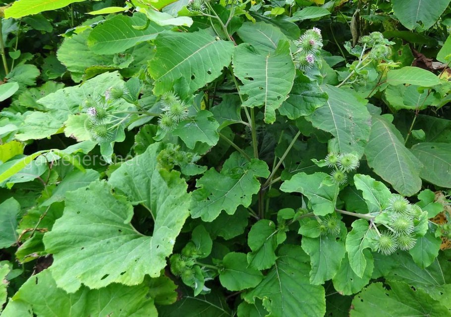 Репейник сорняк