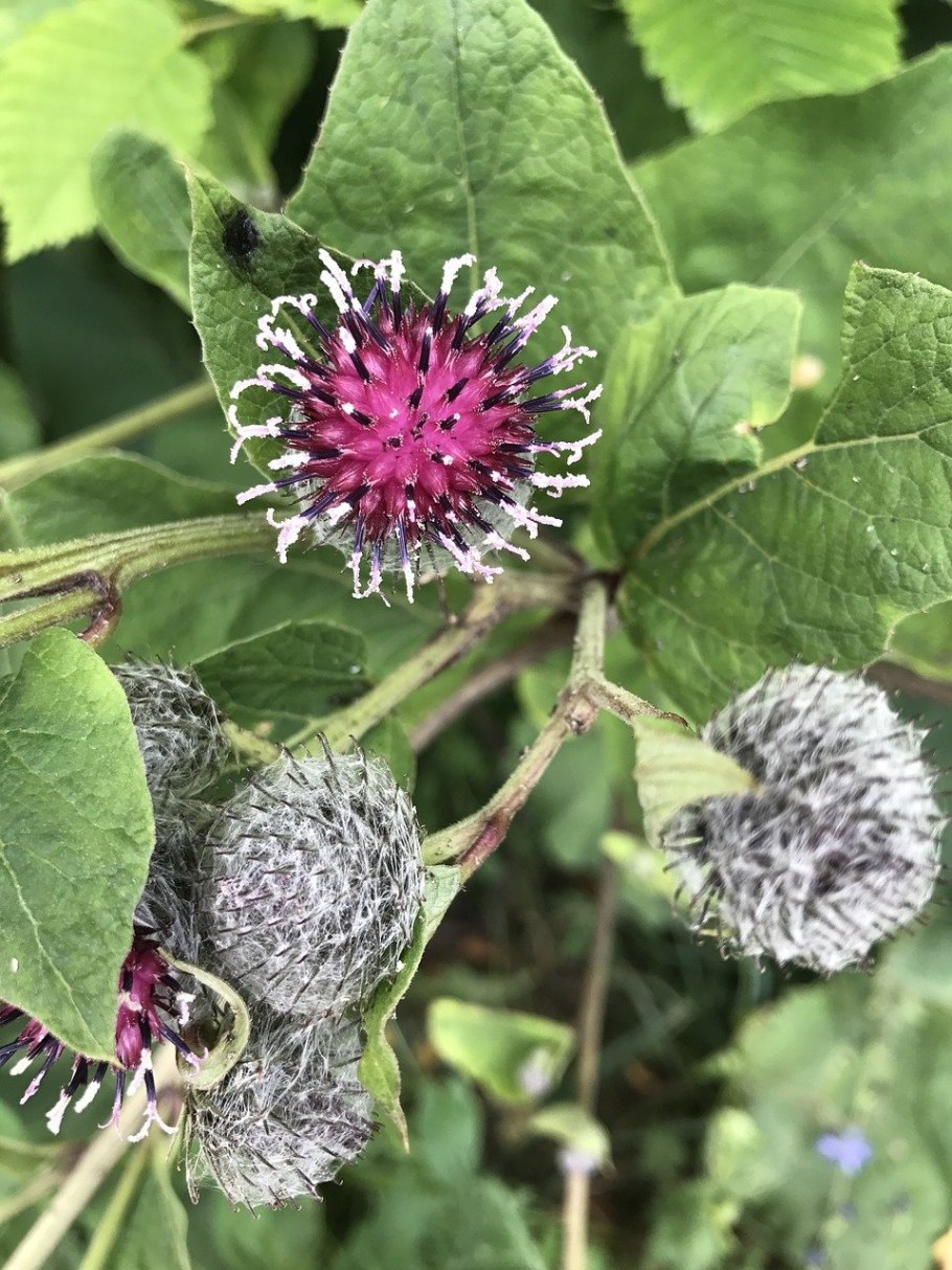 Репейник (Burdock)
