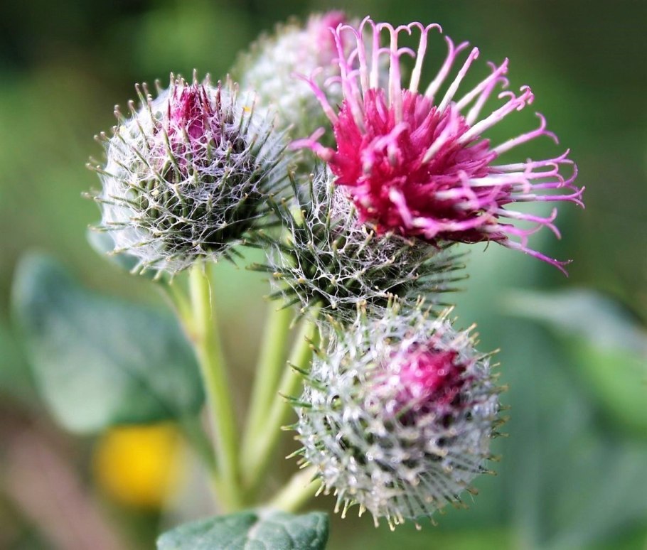 Репейник (Burdock)