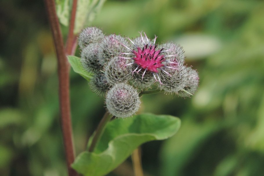 Репей лопух