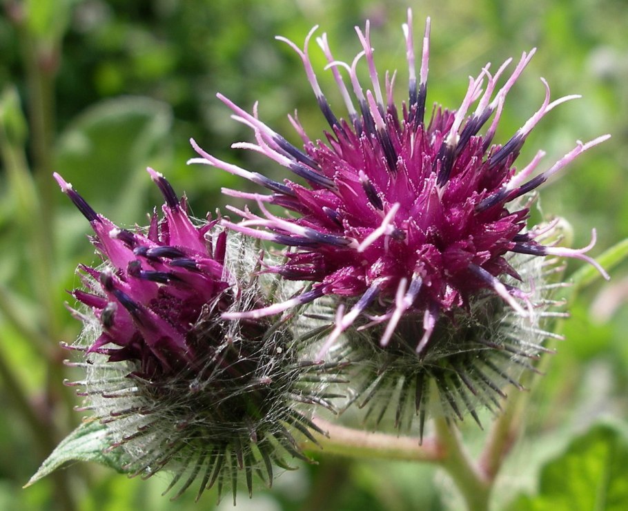 Репейник (Burdock)