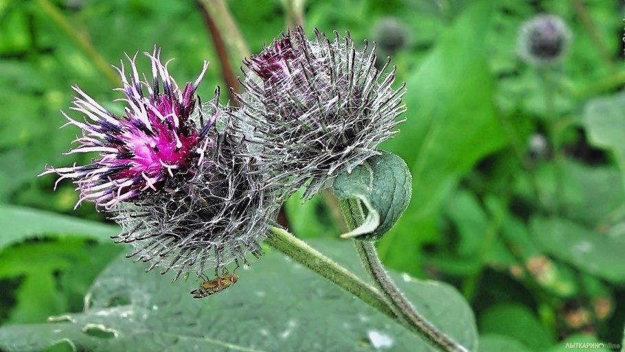Лопух паутинистый