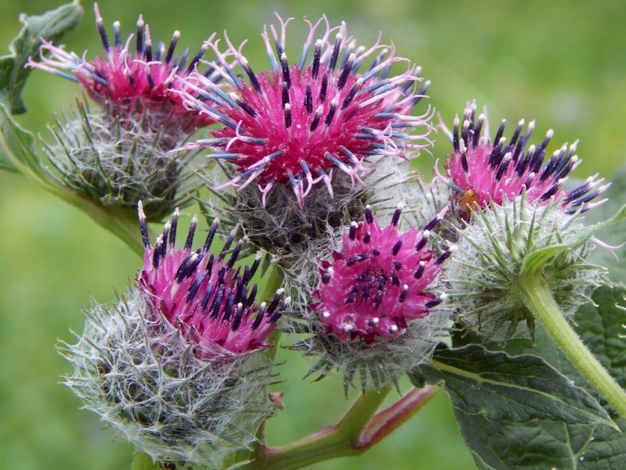Лопух большой Arctium Lappa