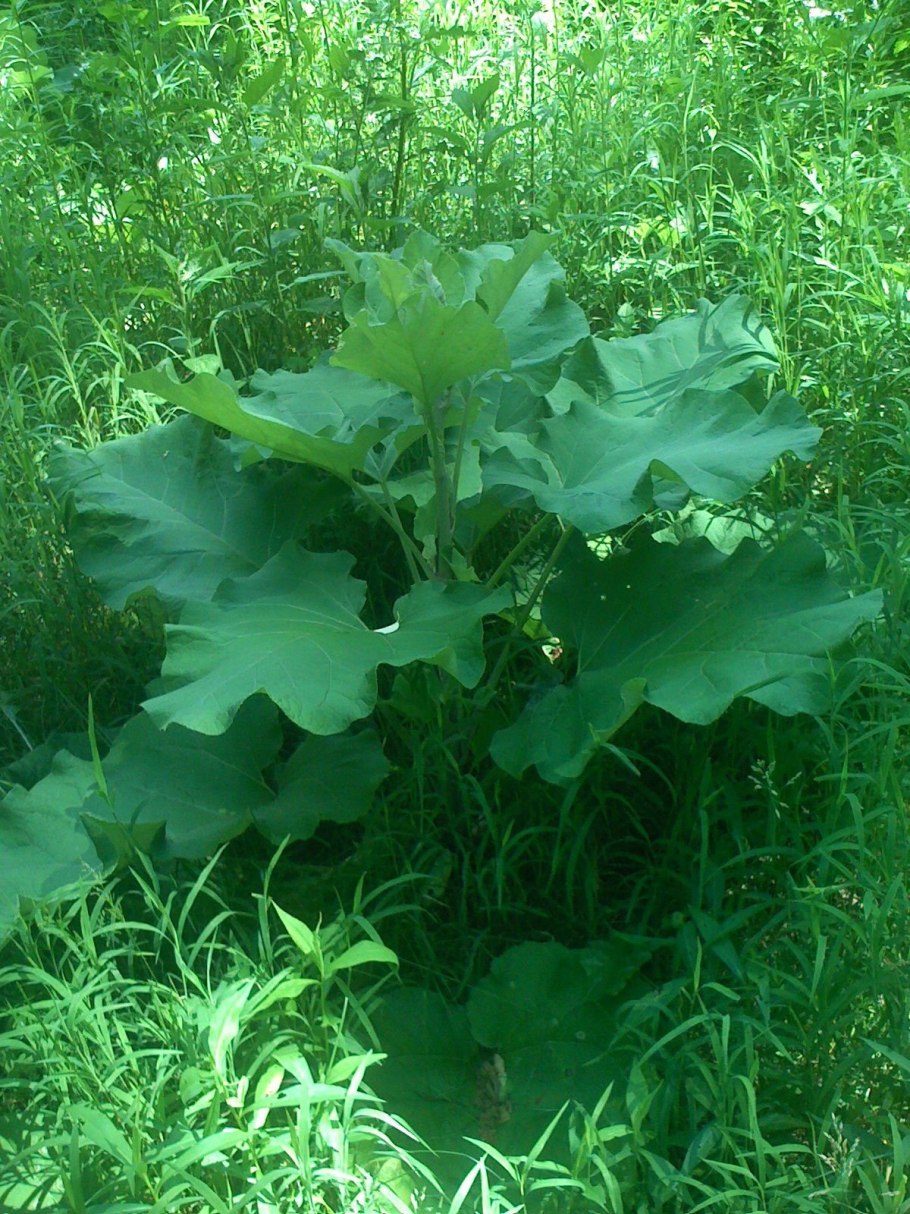 Сорняк лопух