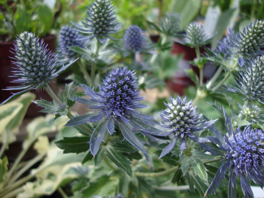 Eryngium Aquaticum