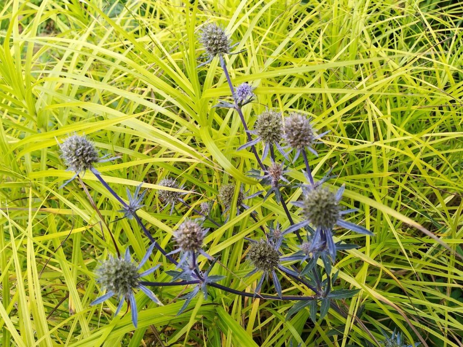 Синеголовник дикий