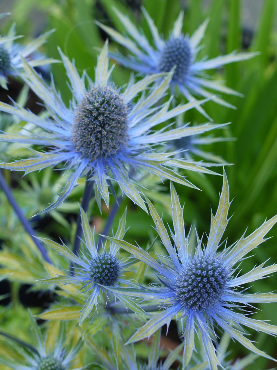 Трава чертополох