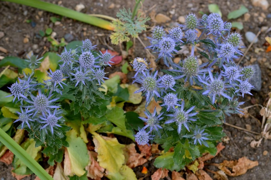 Синеголовник Eryngium alpinum Blue Star