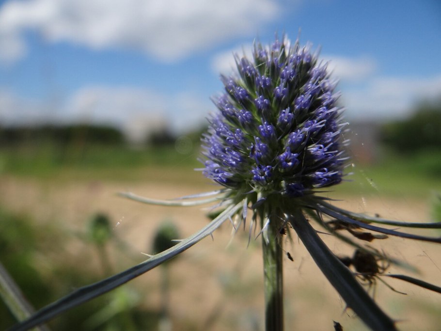 Синеголовник Альпийский Биг Блу
