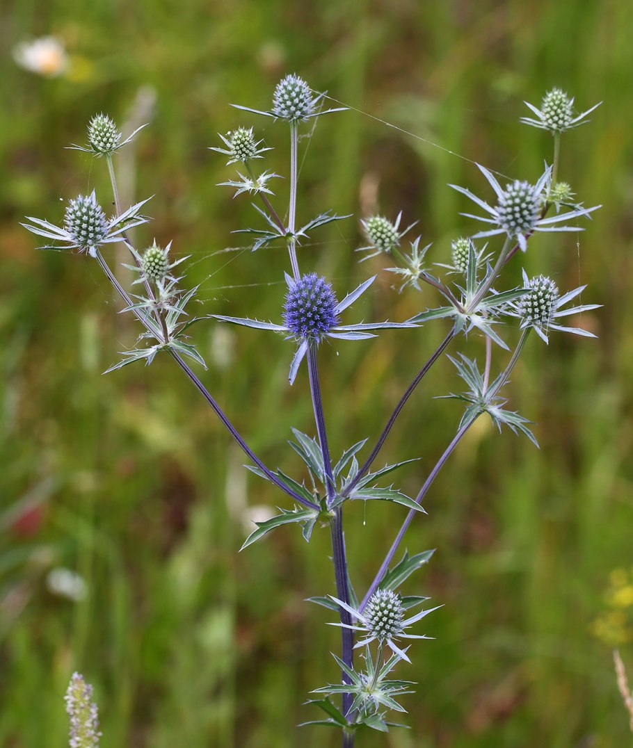 Синеголовник (Eryngium)