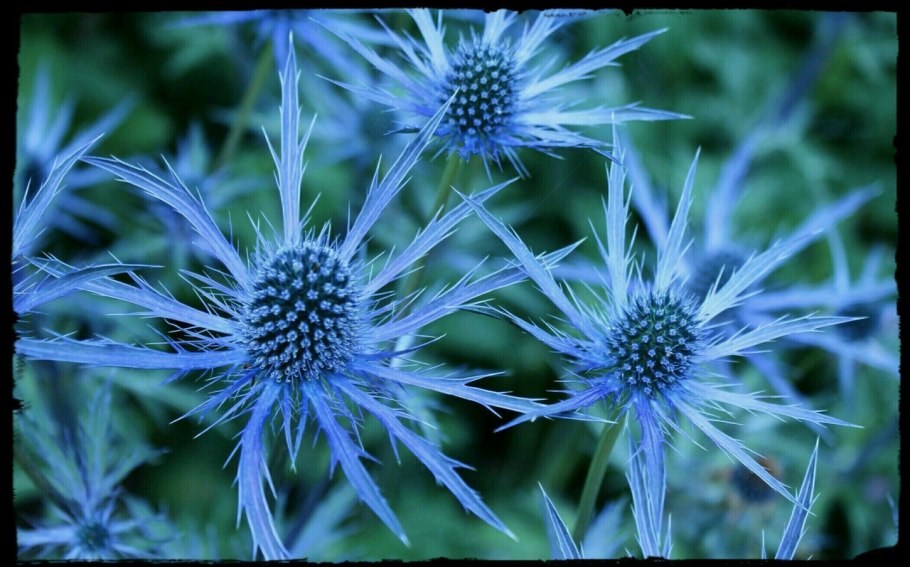 Синеголовник Eryngium Бурга bourgatii