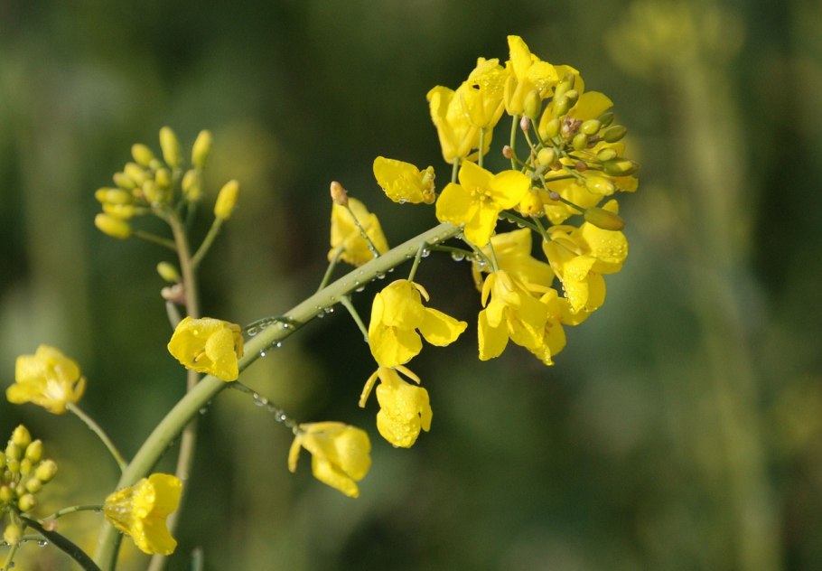 Рапс (Brassica napus l.)