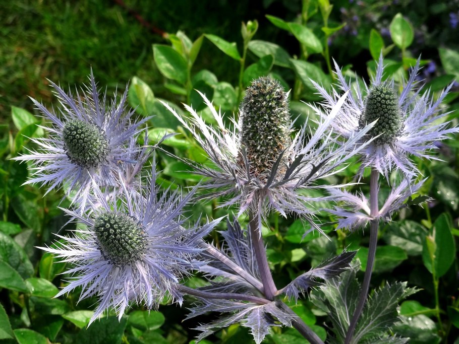 Eryngium variifolium