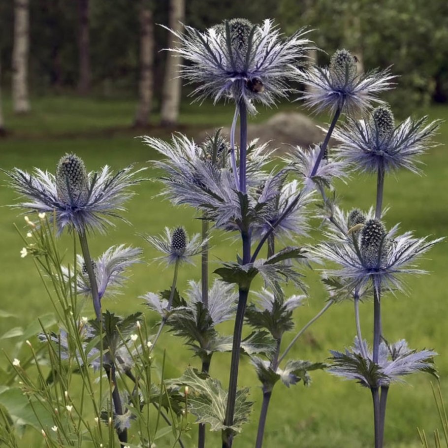 Синеголовник Eryngium alpinum
