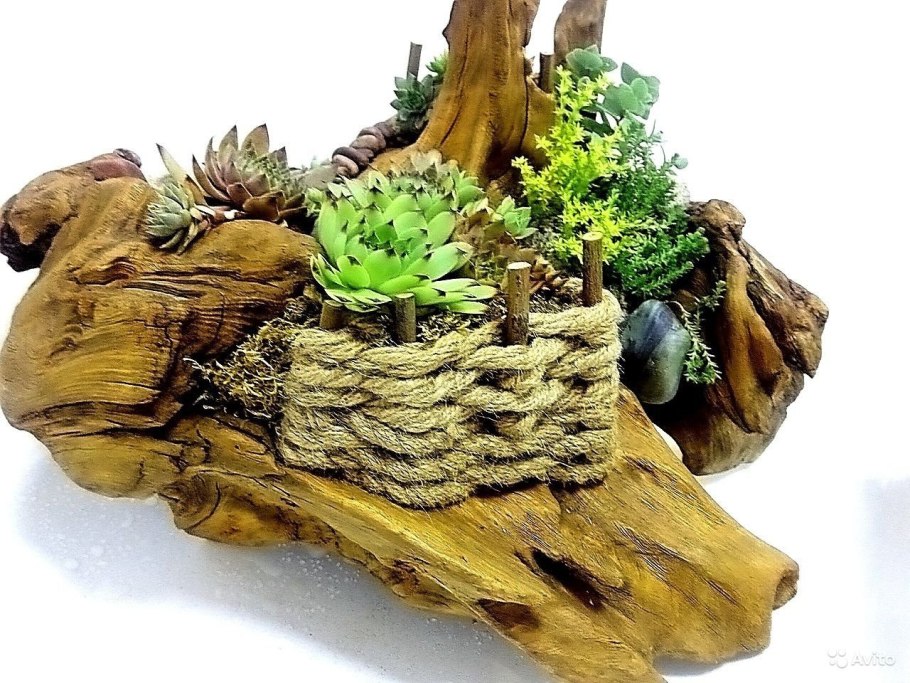 Тилландсия атмосферная на коряге