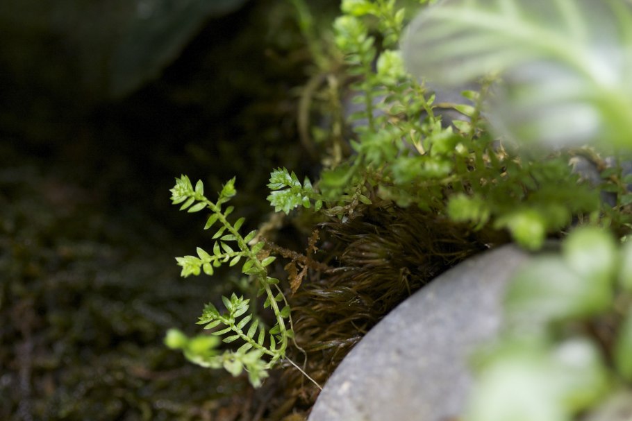 Палюдариум плющ