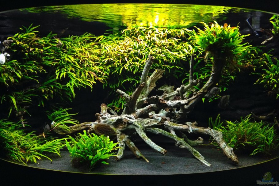 Акваскейп Логово химер