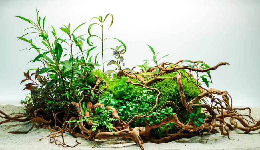 Бонсай Геншин