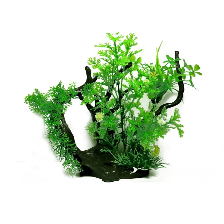 Криптокорина на коряге