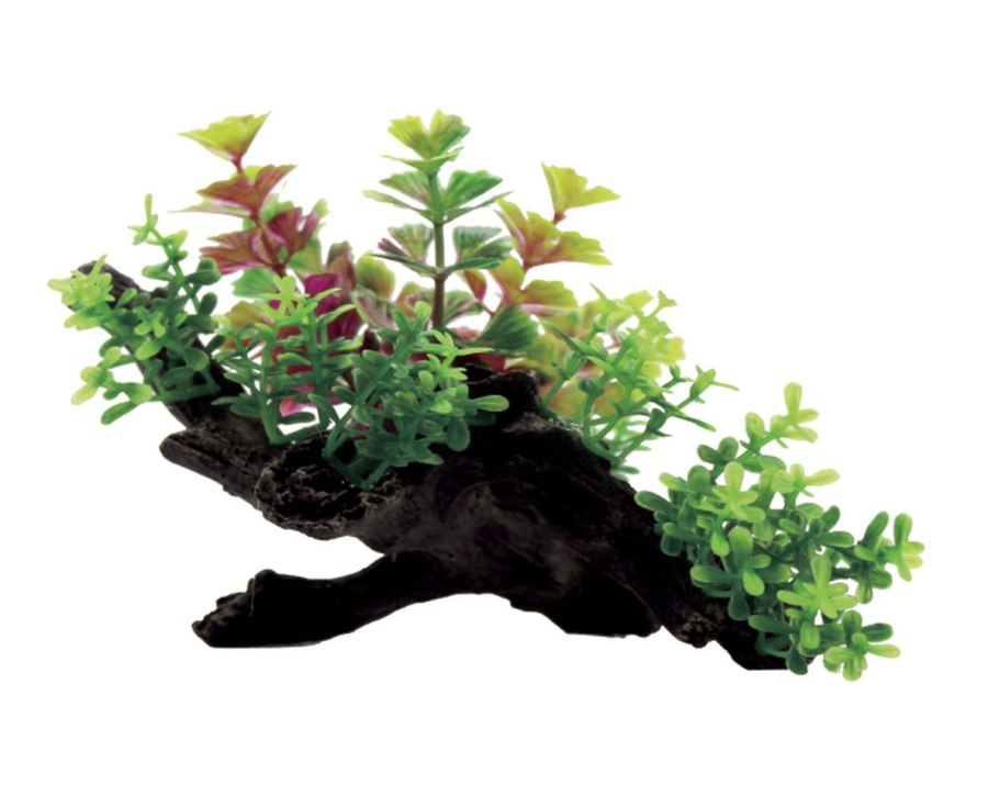 Селагинелла в террариуме