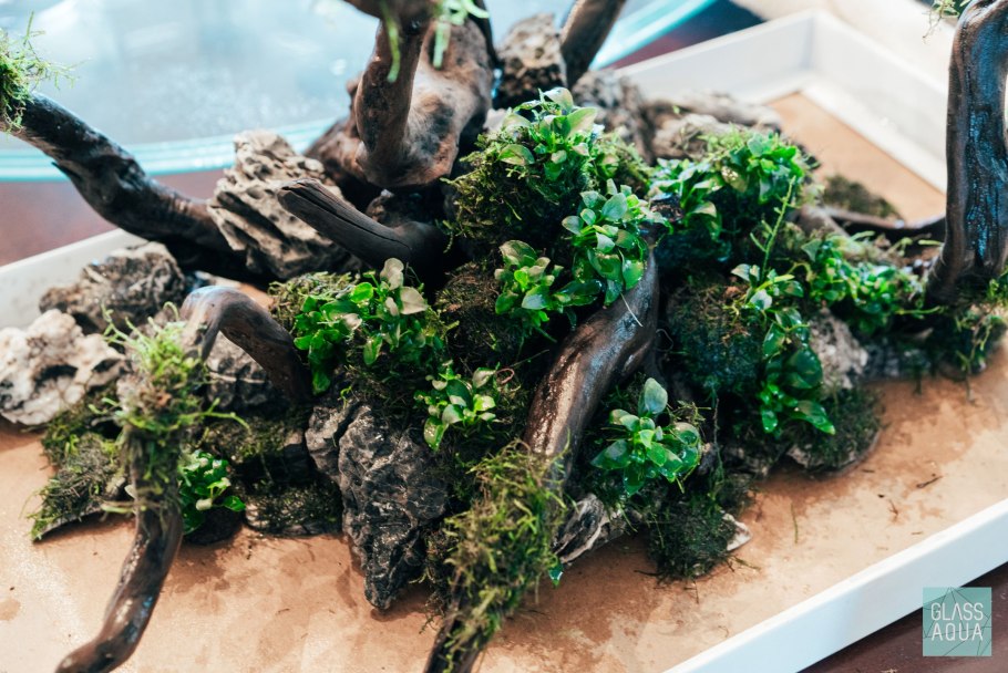 Желтеет селагинелла