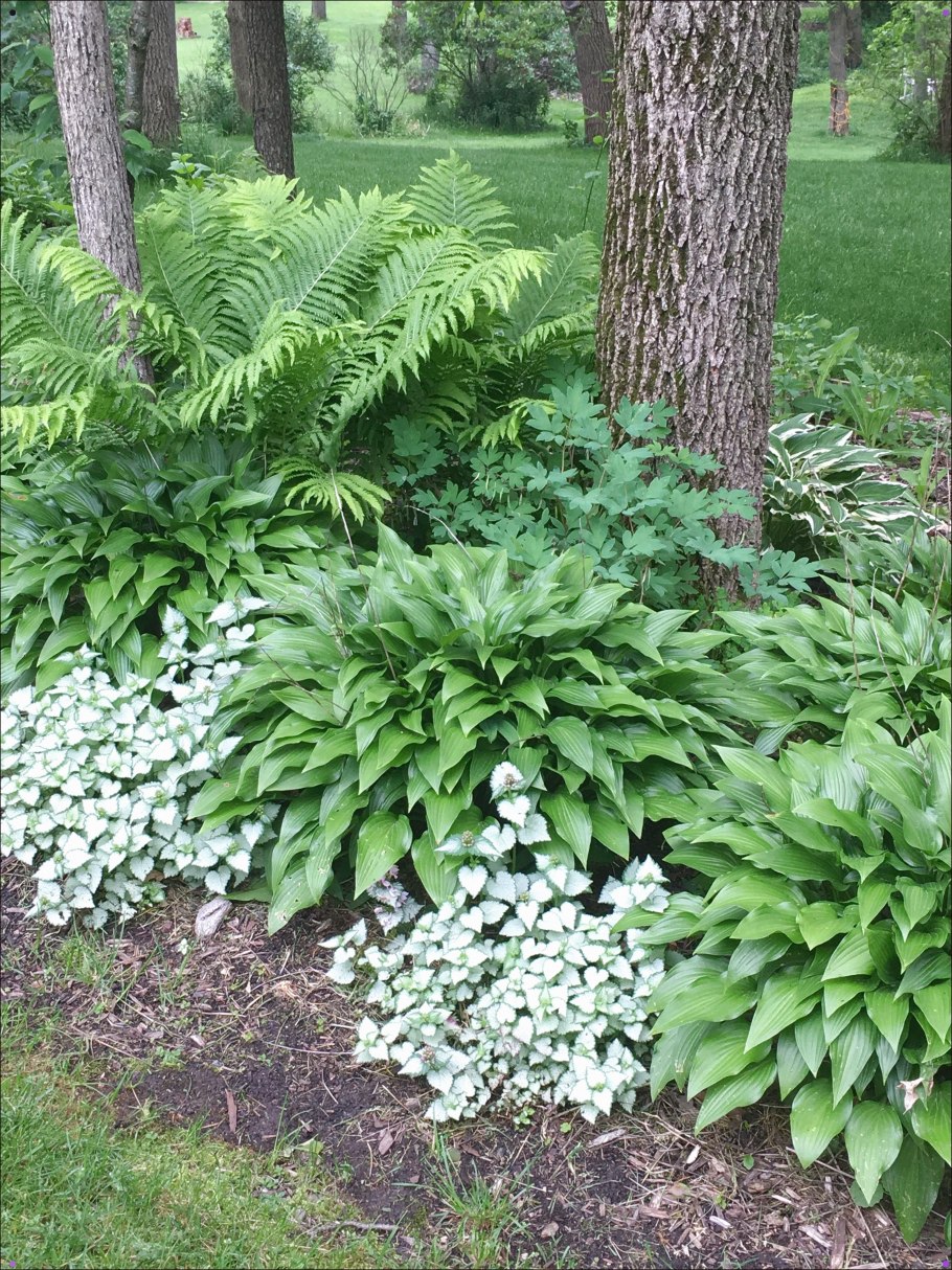 Астильба Хоста бадан