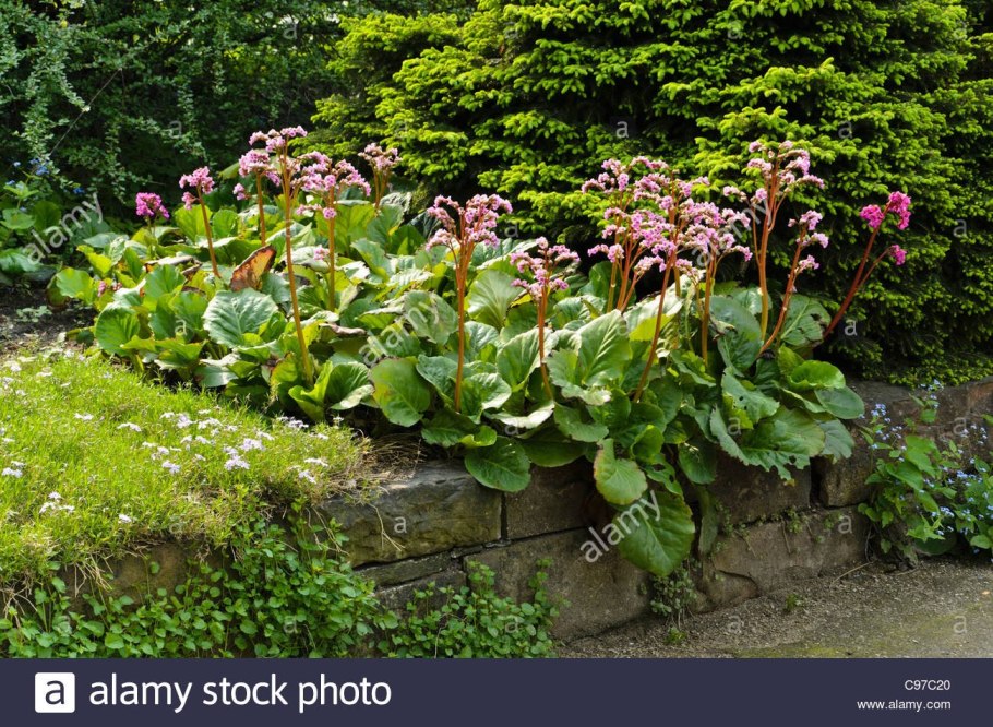 • Бадан (Бергения) тень