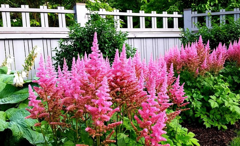 Миксбордер астильбы гейхеры хосты