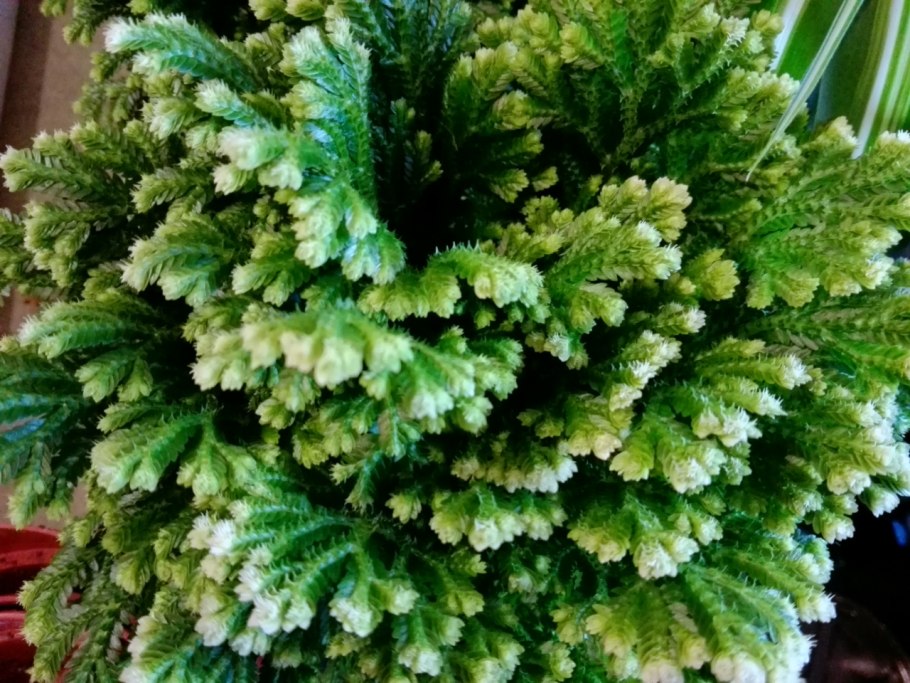 Selaginella martensii