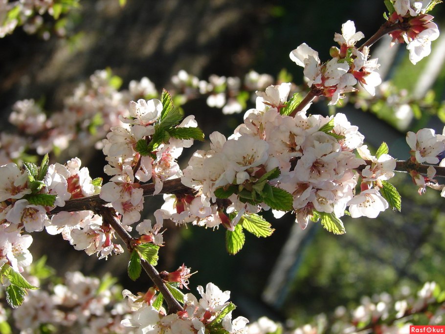 Сакура Дикая вишня