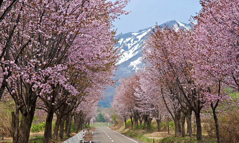 Столетняя Сакура