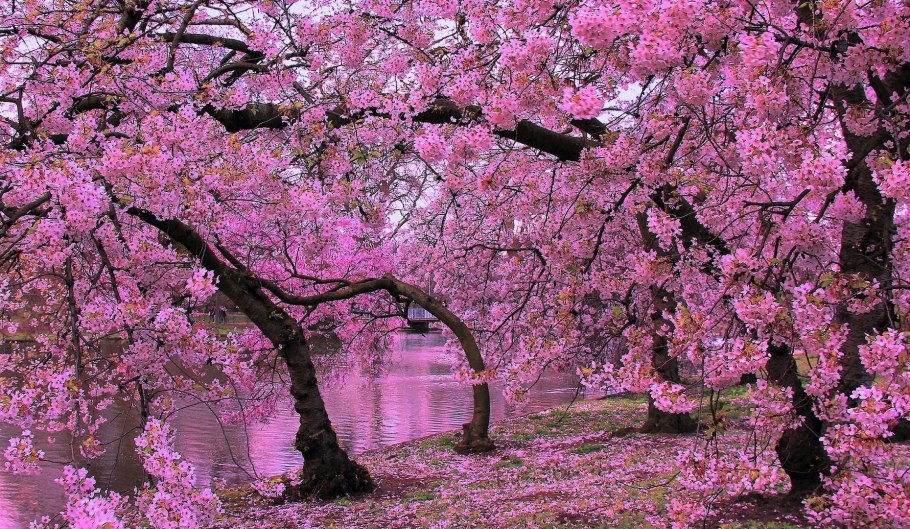 Гора Йосино (Япония)