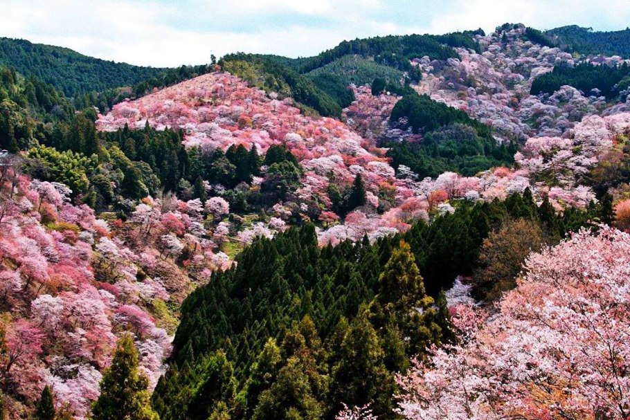 Японская Дикая вишня Сакура