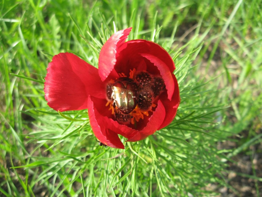 Пион тонколистный Paeonia tenuifolia