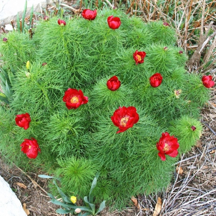 Пион Перегрина Отто Фробель