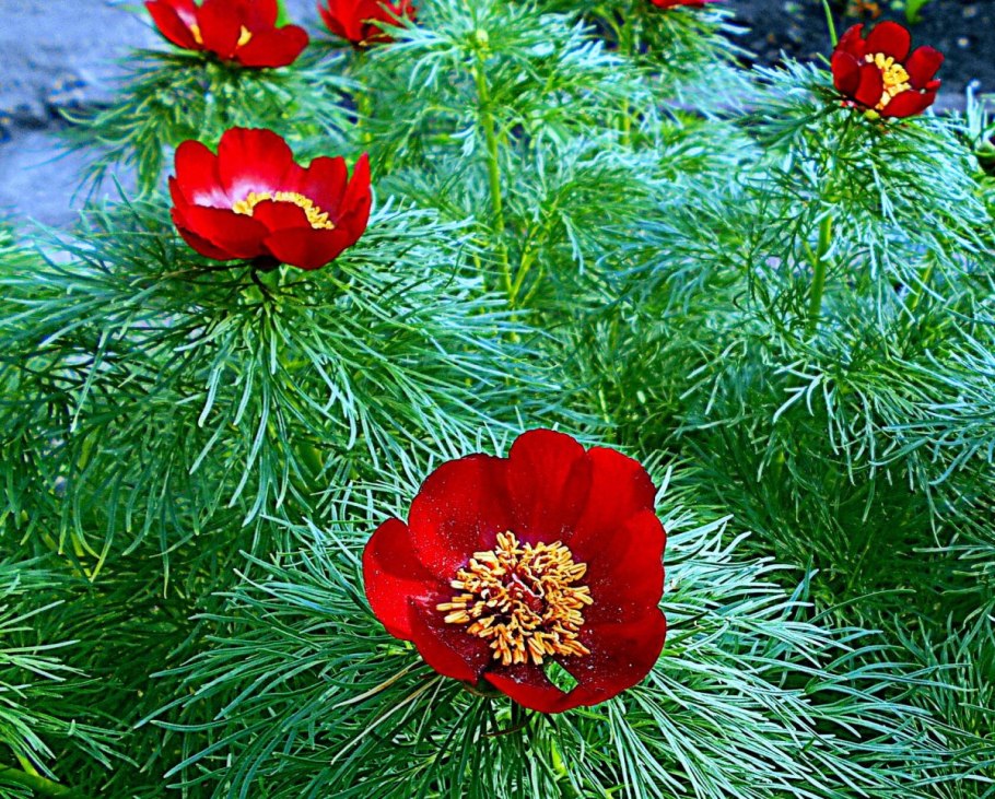 Пион тонколистный Paeonia tenuifolia