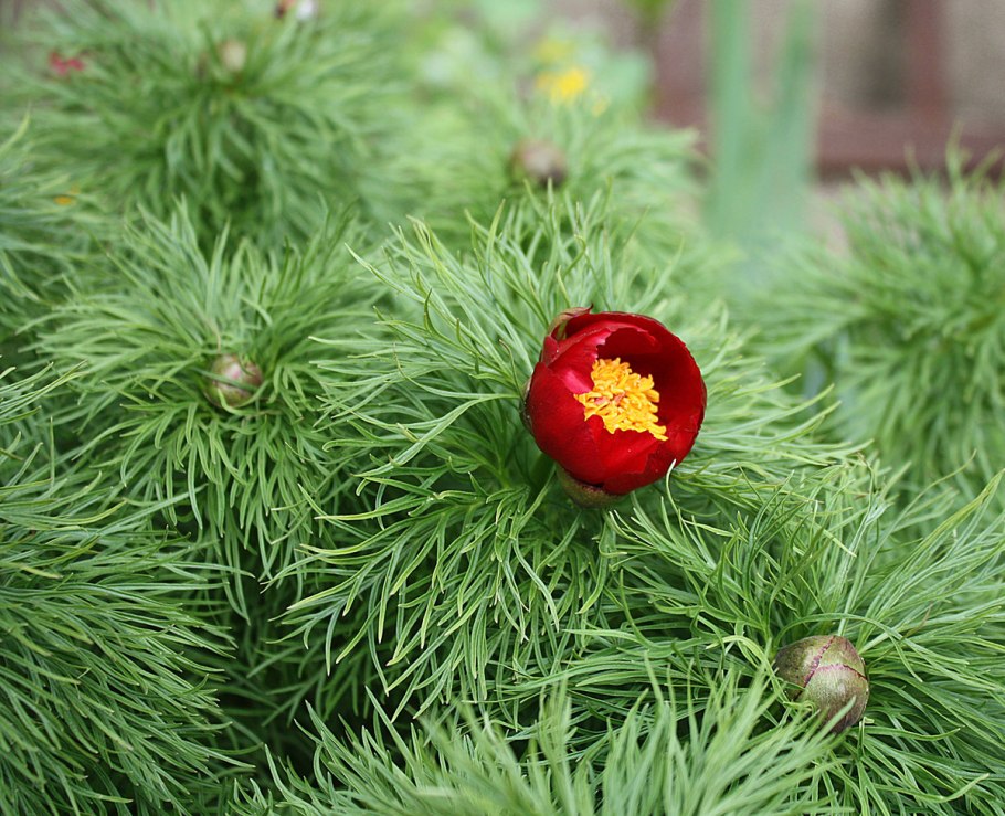 Пион тонколистный Рубра плена