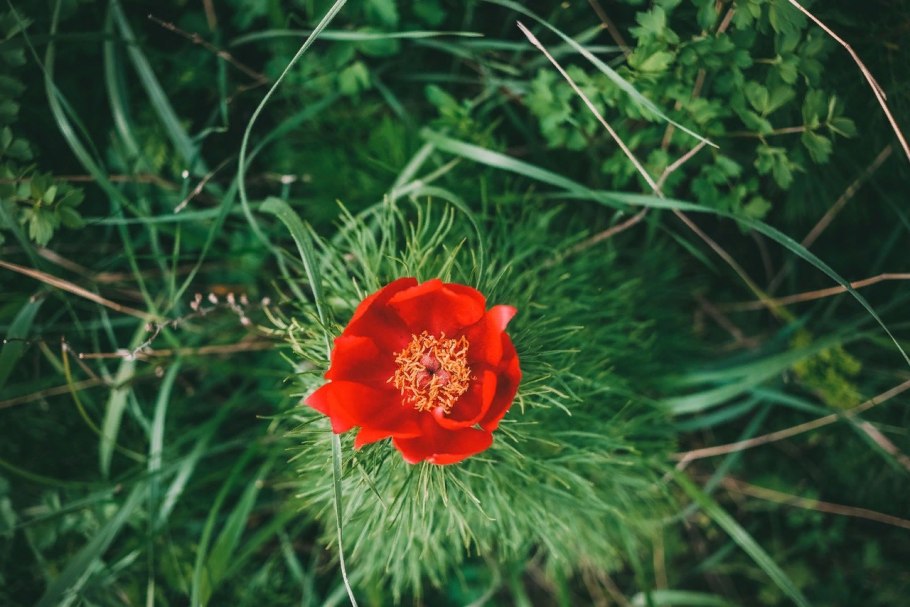 Пион тонколистный корень