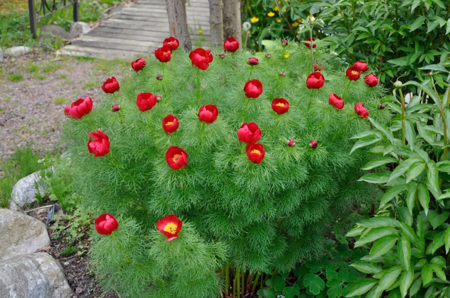 Растение пион тонколистный