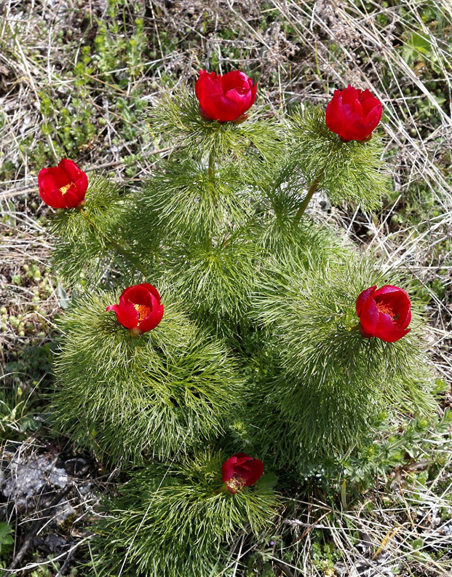 Пион узколистный красная книга