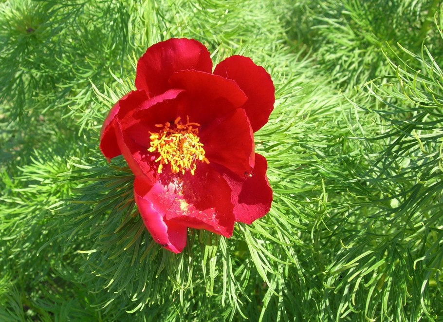 Пион тонколистный Paeonia tenuifolia