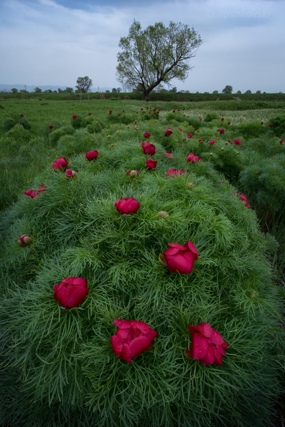 Пион тонколистный Крымский