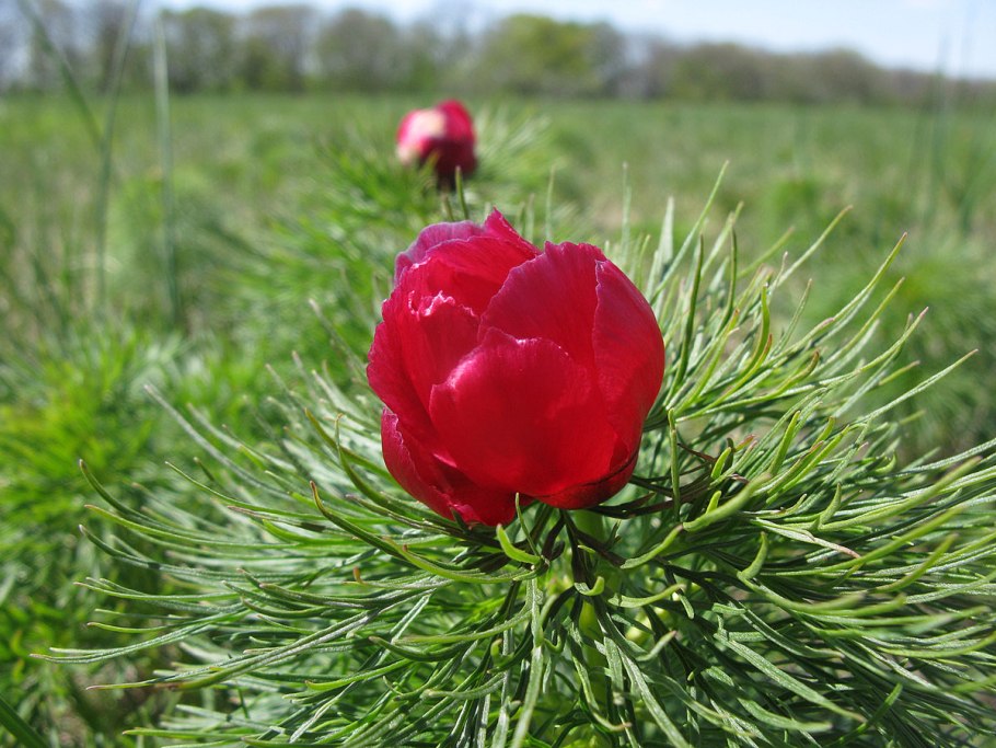 Тонколистный пион