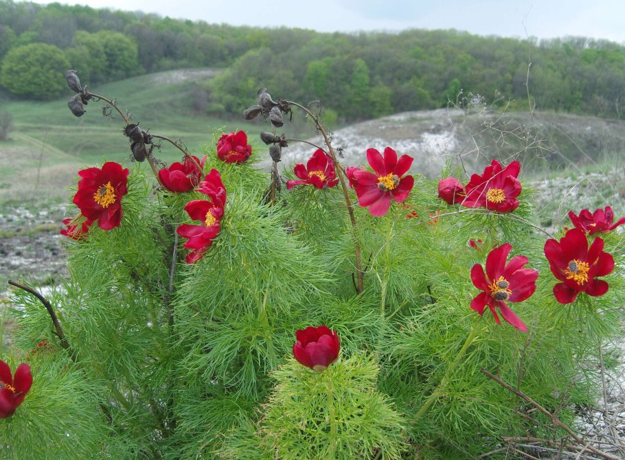 Пион тонколистный rubra Plena
