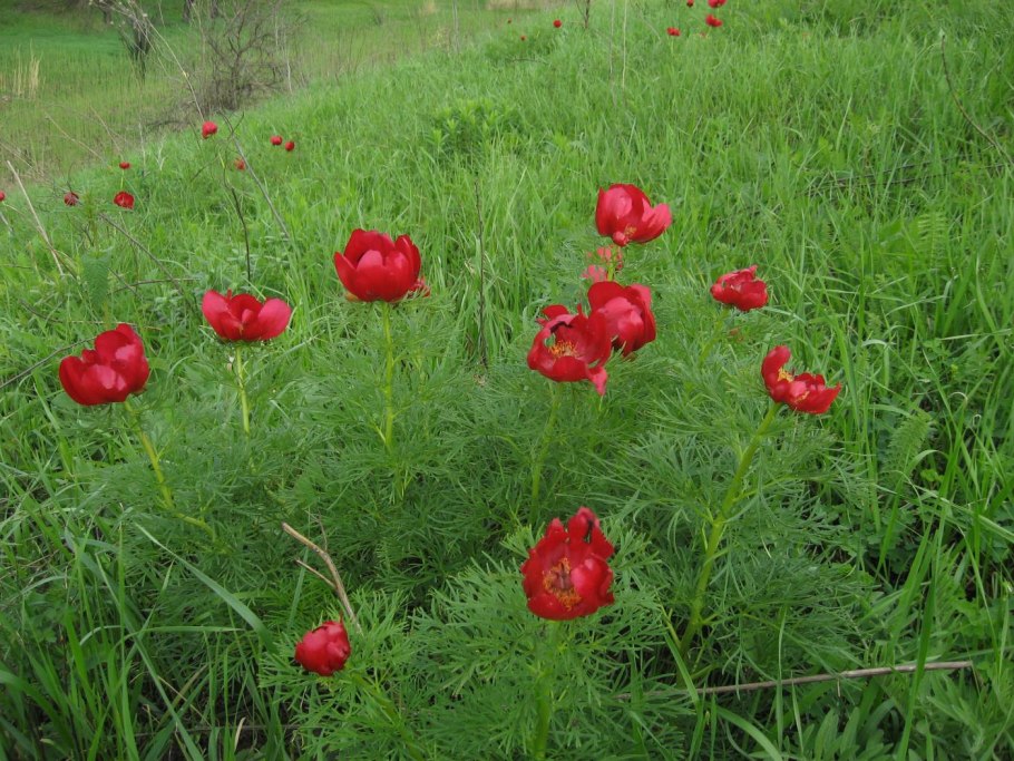 Пион тонколистный