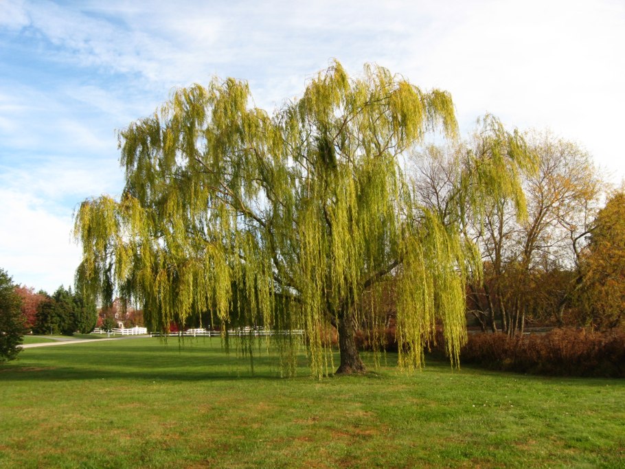 Ива белая (Salix Alba)
