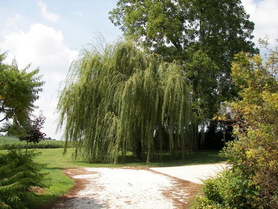 Ива белая (Salix Alba)